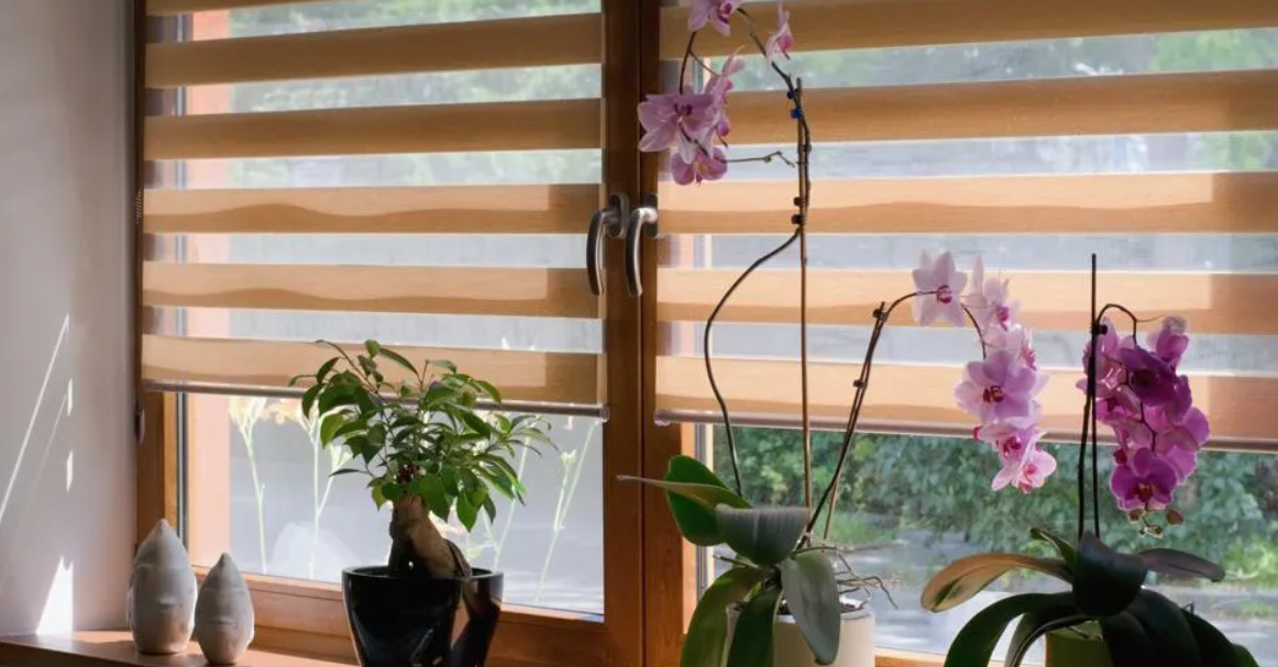 Install Online Window Blinds