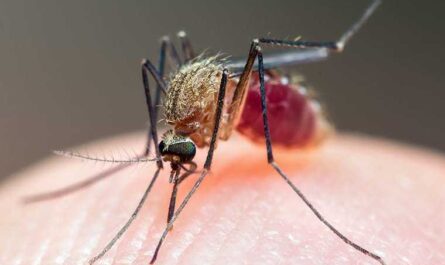 Mosquito Control: Tips for a Buzz-Free Home